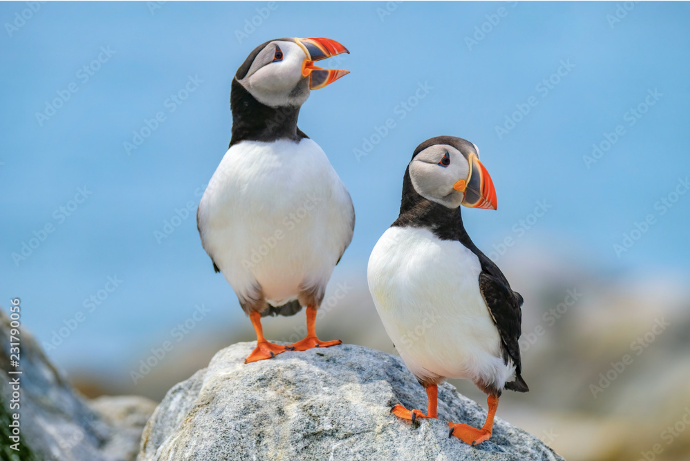 Wildlife Photography